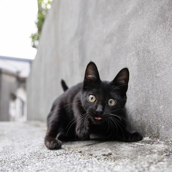 50 Best Photos Of Black Cats By Street Photographer Masayuki Oki