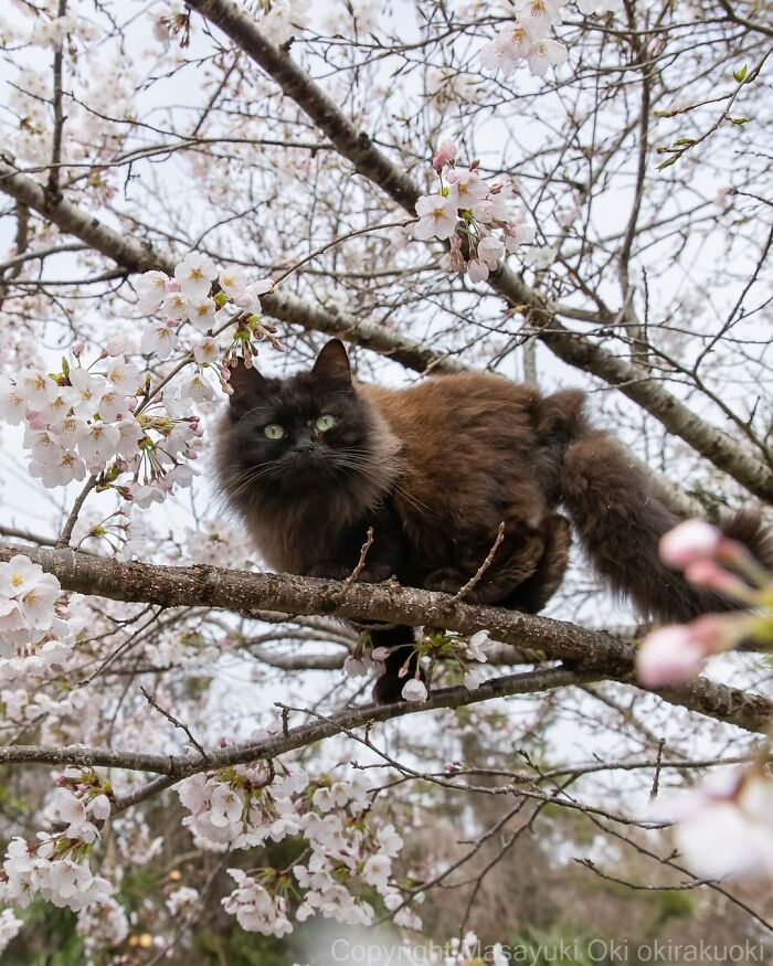 50 Best Photos Of Black Cats By Street Photographer Masayuki Oki