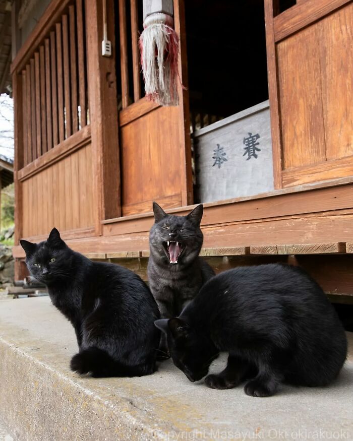 50 Best Photos Of Black Cats By Street Photographer Masayuki Oki