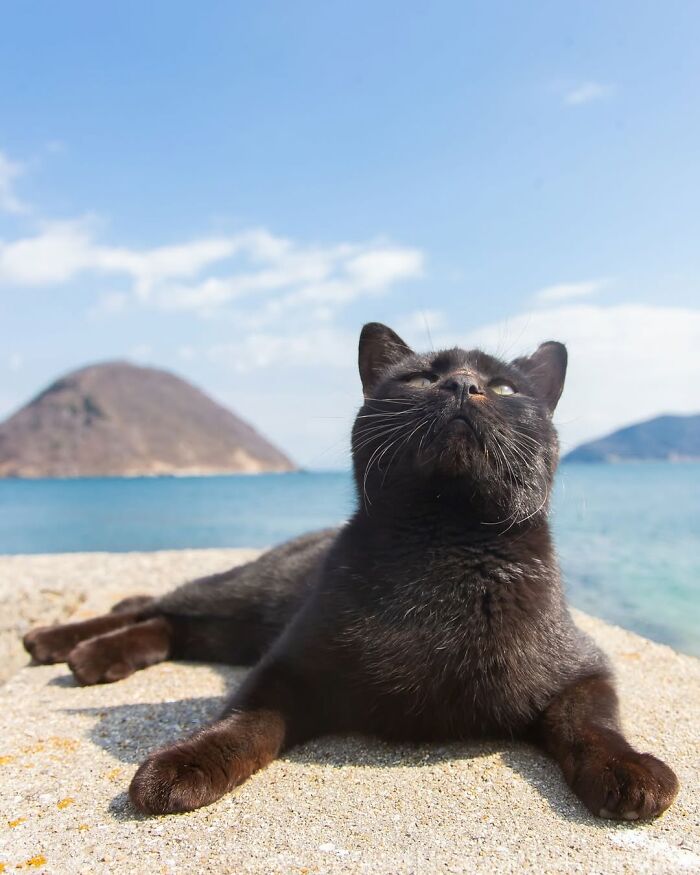 50 Best Photos Of Black Cats By Street Photographer Masayuki Oki