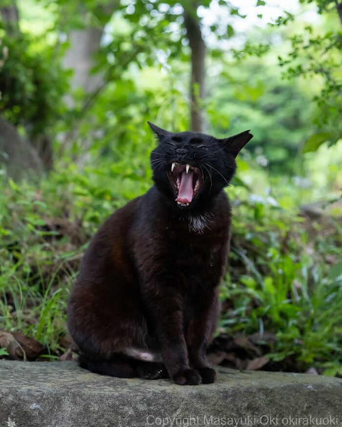 50 Best Photos Of Black Cats By Street Photographer Masayuki Oki