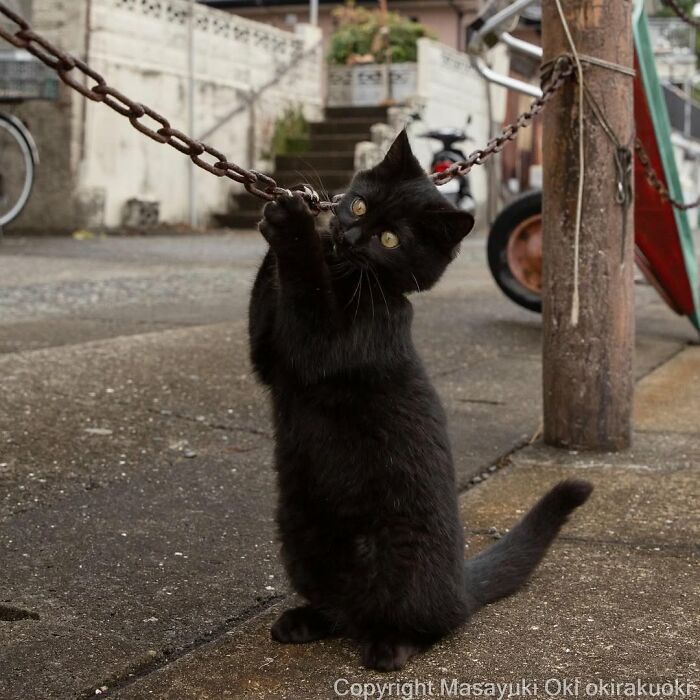 50 Best Photos Of Black Cats By Street Photographer Masayuki Oki