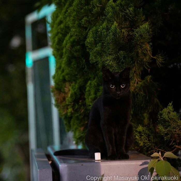 50 Best Photos Of Black Cats By Street Photographer Masayuki Oki