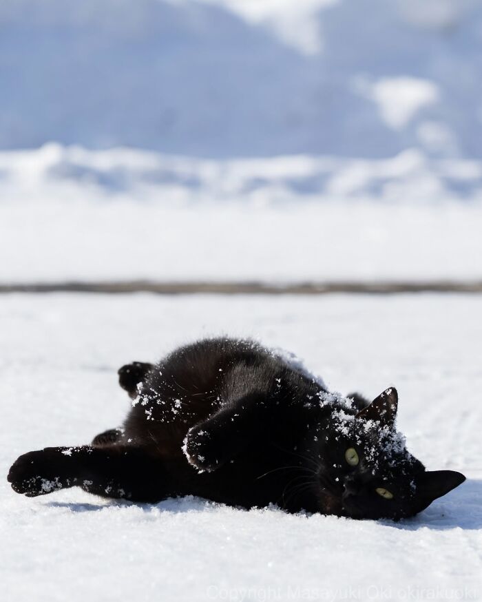 50 Best Photos Of Black Cats By Street Photographer Masayuki Oki