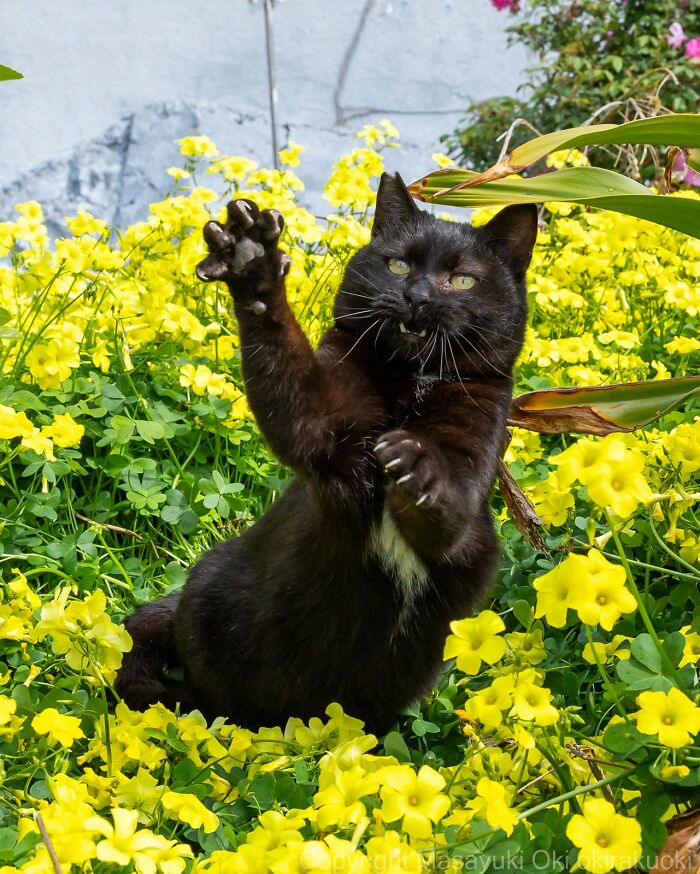 50 Best Photos Of Black Cats By Street Photographer Masayuki Oki