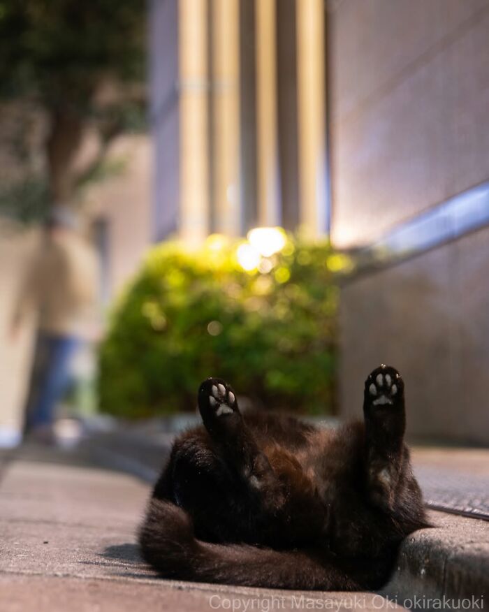 50 Best Photos Of Black Cats By Street Photographer Masayuki Oki