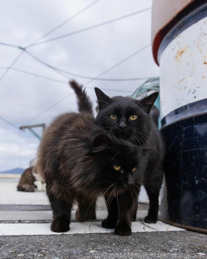 50 Best Photos Of Black Cats By Street Photographer Masayuki Oki