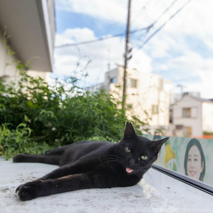 50 Best Photos Of Black Cats By Street Photographer Masayuki Oki