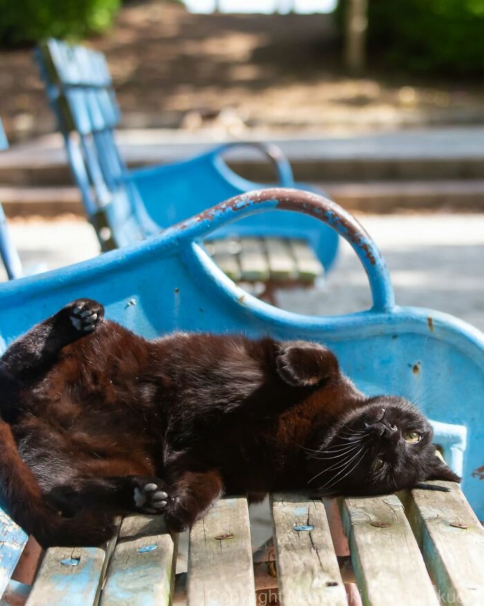 50 Best Photos Of Black Cats By Street Photographer Masayuki Oki