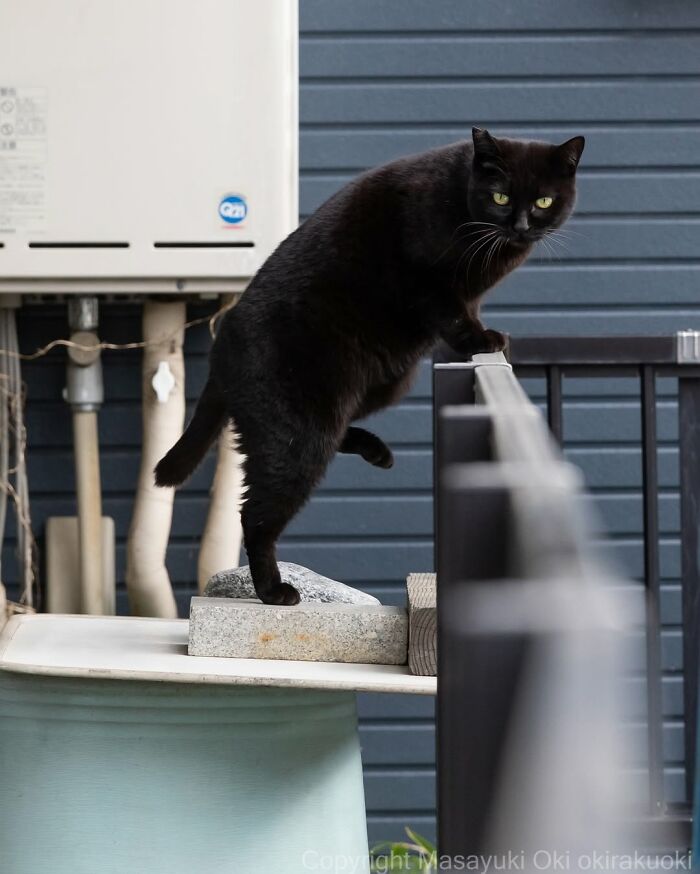 50 Best Photos Of Black Cats By Street Photographer Masayuki Oki