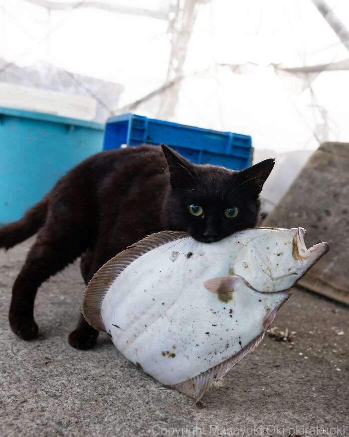 50 Best Photos Of Black Cats By Street Photographer Masayuki Oki