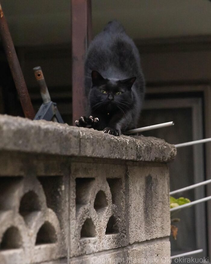 50 Best Photos Of Black Cats By Street Photographer Masayuki Oki