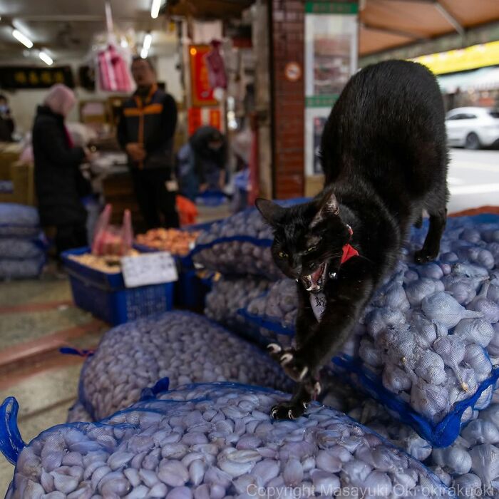 50 Best Photos Of Black Cats By Street Photographer Masayuki Oki
