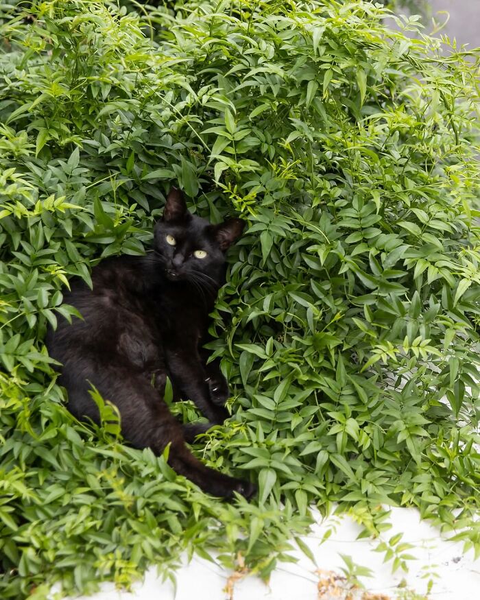 50 Best Photos Of Black Cats By Street Photographer Masayuki Oki