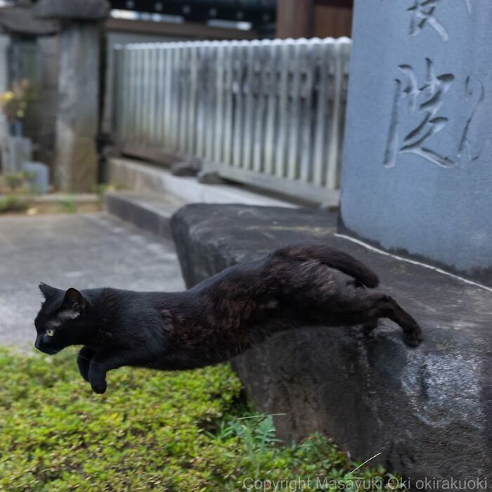 50 Best Photos Of Black Cats By Street Photographer Masayuki Oki