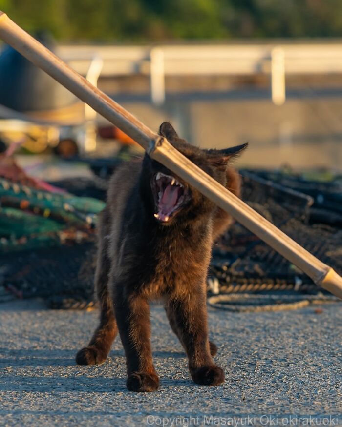50 Best Photos Of Black Cats By Street Photographer Masayuki Oki