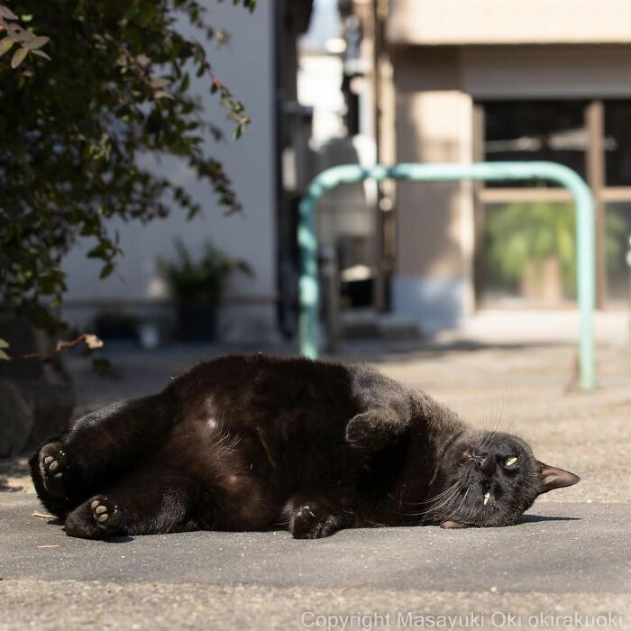 50 Best Photos Of Black Cats By Street Photographer Masayuki Oki