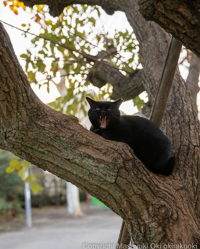 50 Best Photos Of Black Cats By Street Photographer Masayuki Oki