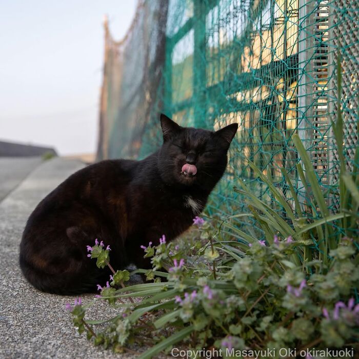 50 Best Photos Of Black Cats By Street Photographer Masayuki Oki