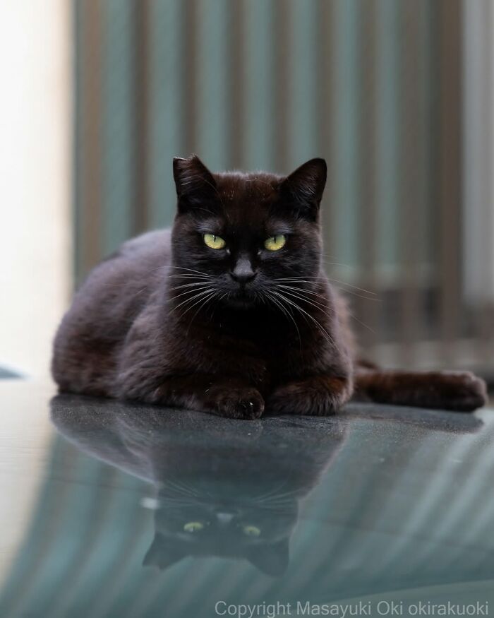 50 Best Photos Of Black Cats By Street Photographer Masayuki Oki