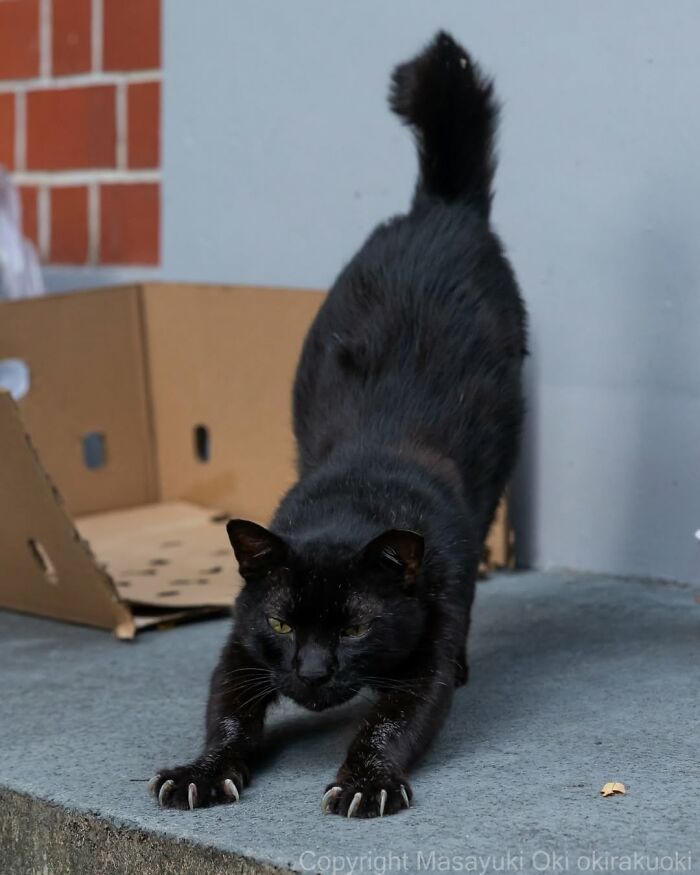 50 Best Photos Of Black Cats By Street Photographer Masayuki Oki