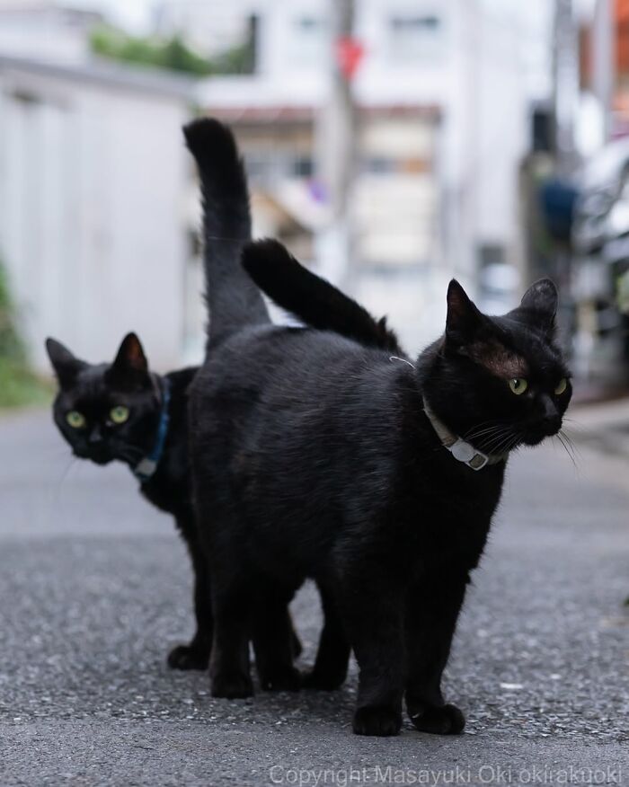 50 Best Photos Of Black Cats By Street Photographer Masayuki Oki