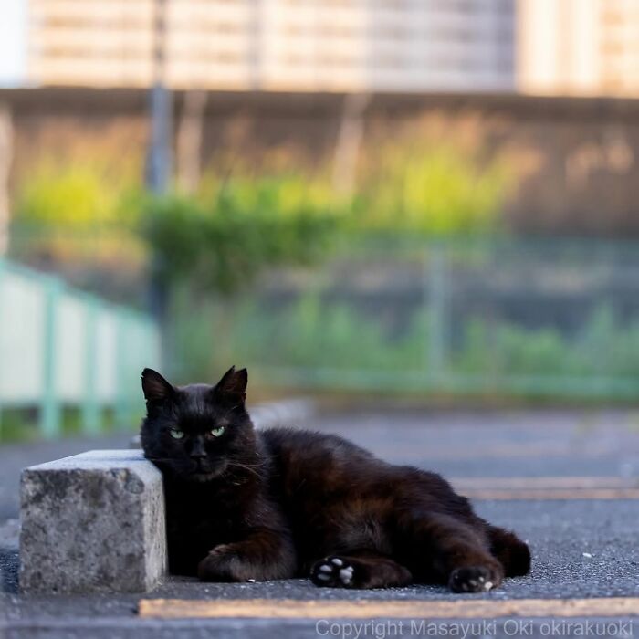 50 Best Photos Of Black Cats By Street Photographer Masayuki Oki