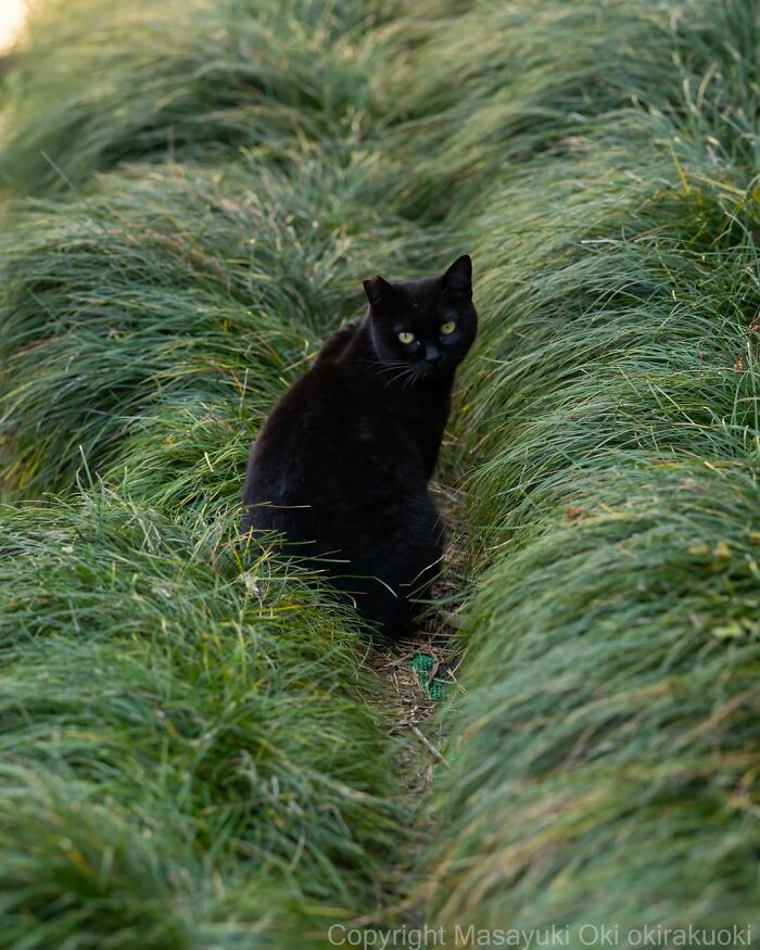50 Best Photos Of Black Cats By Street Photographer Masayuki Oki