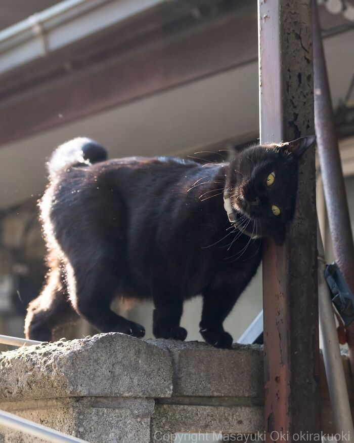 50 Best Photos Of Black Cats By Street Photographer Masayuki Oki