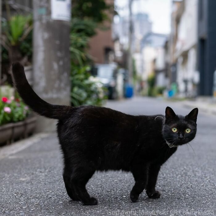 50 Best Photos Of Black Cats By Street Photographer Masayuki Oki