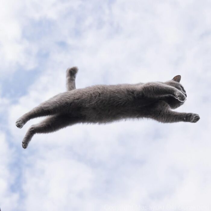 50 Best Photos Of Black Cats By Street Photographer Masayuki Oki