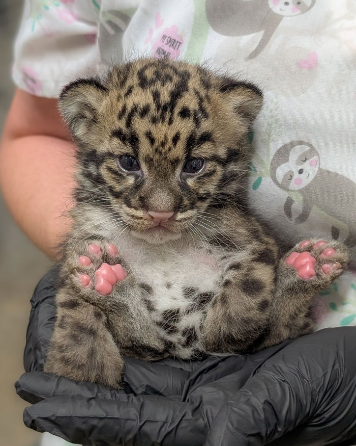 Nashville Zoo Sounds The Alarm As Controversial AI Infrastructure Creeps Toward Endangered Animals Nashville Zoo Sounds The Alarm As Controversial AI Infrastructure Creeps Toward Endangered Animals