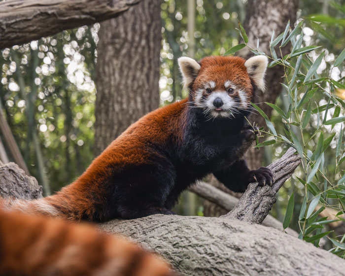 Nashville Zoo Sounds The Alarm As Controversial AI Infrastructure Creeps Toward Endangered Animals Nashville Zoo Sounds The Alarm As Controversial AI Infrastructure Creeps Toward Endangered Animals