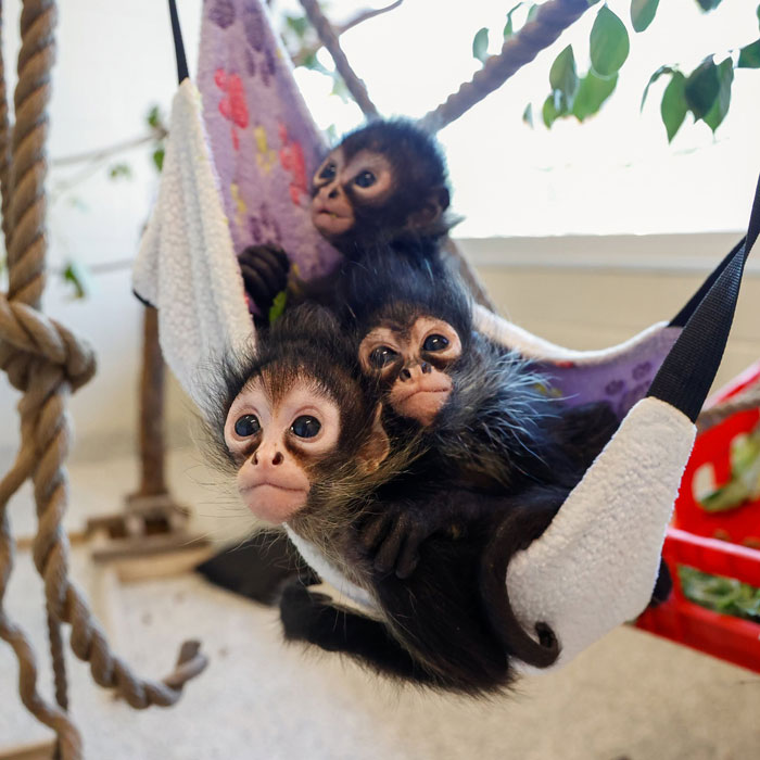 Nashville Zoo Sounds The Alarm As Controversial AI Infrastructure Creeps Toward Endangered Animals Nashville Zoo Sounds The Alarm As Controversial AI Infrastructure Creeps Toward Endangered Animals