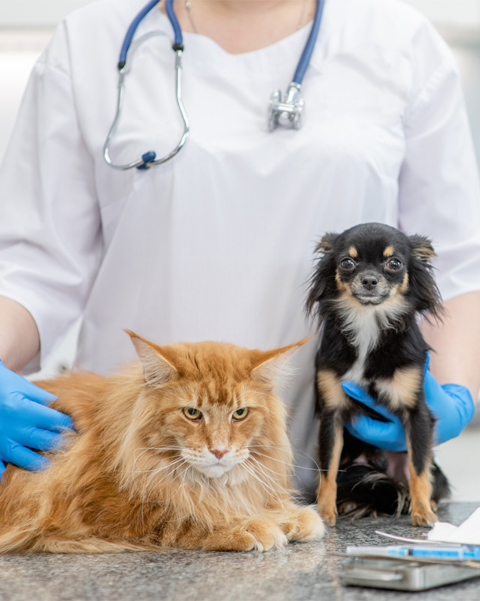 Vet Shares The Most Ridiculous Pet Names He’s Heard After Years In The Business: “Patricia? This Is Not Okay” Vet Shares The Most Ridiculous Pet Names He’s Heard After Years In The Business: “Patricia? This Is Not Okay”