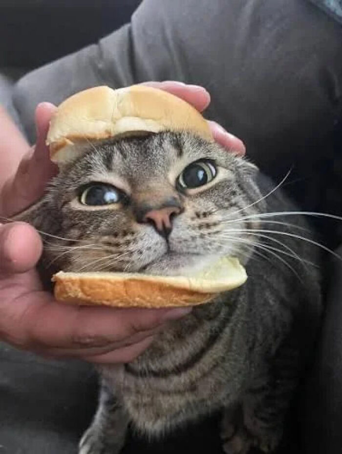 The Internet Is Still Going Strong And Is Serving You These 67 Hilarious Photos The Internet Is Still Going Strong And Is Serving You These 67 Hilarious Photos