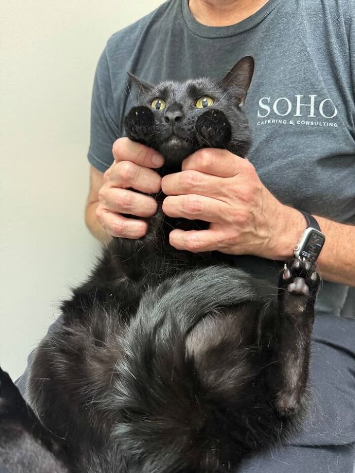 This Vet Clinic Shared 45 Photos Of Cats Having The Funniest Reactions During Appointments This Vet Clinic Shared 45 Photos Of Cats Having The Funniest Reactions During Appointments
