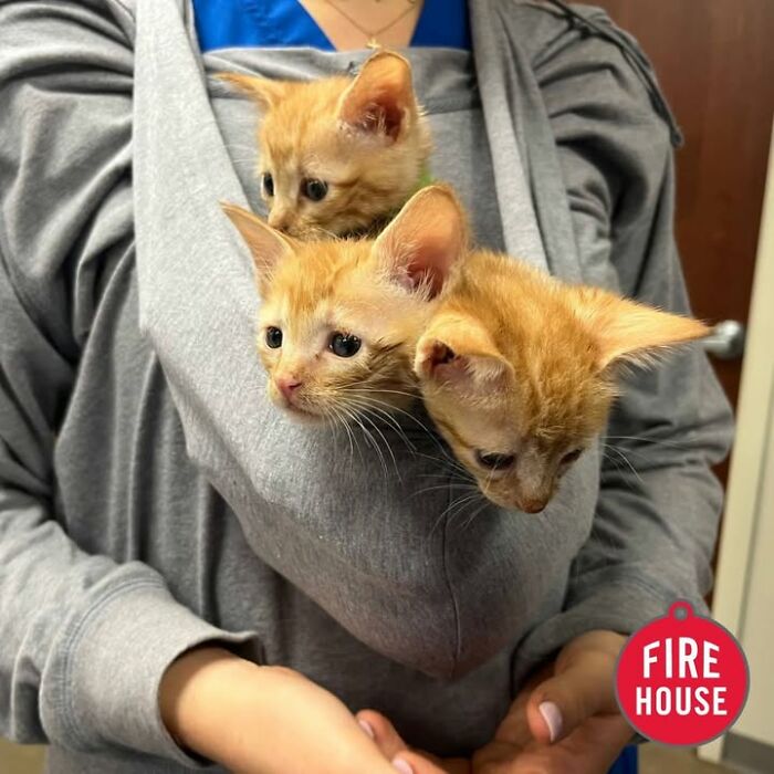 This Vet Clinic Shared 45 Photos Of Cats Having The Funniest Reactions During Appointments This Vet Clinic Shared 45 Photos Of Cats Having The Funniest Reactions During Appointments