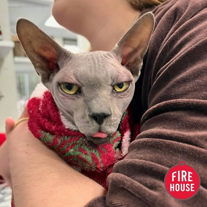 This Vet Clinic Shared 45 Photos Of Cats Having The Funniest Reactions During Appointments This Vet Clinic Shared 45 Photos Of Cats Having The Funniest Reactions During Appointments