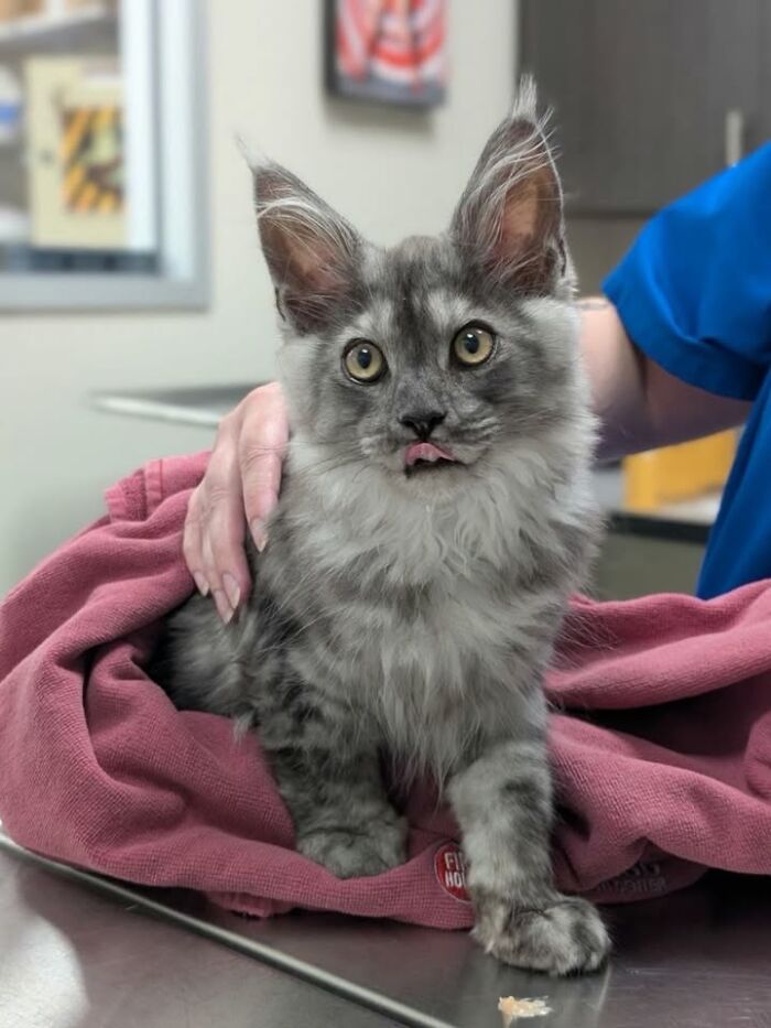 This Vet Clinic Shared 45 Photos Of Cats Having The Funniest Reactions During Appointments This Vet Clinic Shared 45 Photos Of Cats Having The Funniest Reactions During Appointments