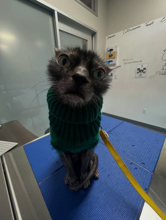 This Vet Clinic Shared 45 Photos Of Cats Having The Funniest Reactions During Appointments This Vet Clinic Shared 45 Photos Of Cats Having The Funniest Reactions During Appointments