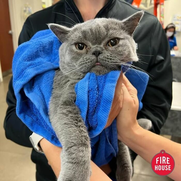 This Vet Clinic Shared 45 Photos Of Cats Having The Funniest Reactions During Appointments This Vet Clinic Shared 45 Photos Of Cats Having The Funniest Reactions During Appointments