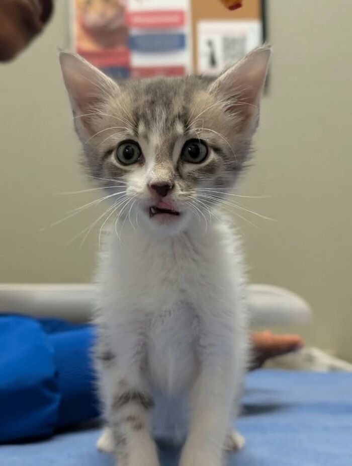 This Vet Clinic Shared 45 Photos Of Cats Having The Funniest Reactions During Appointments This Vet Clinic Shared 45 Photos Of Cats Having The Funniest Reactions During Appointments