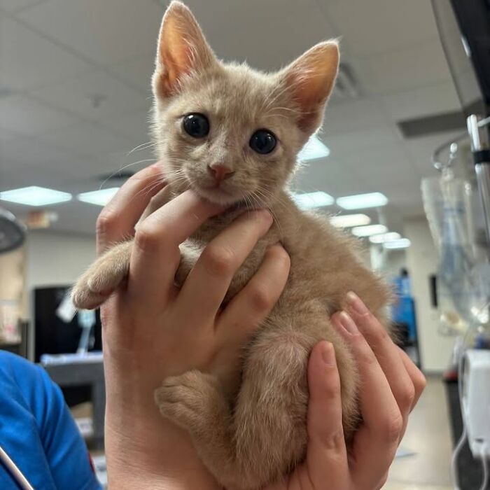 This Vet Clinic Shared 45 Photos Of Cats Having The Funniest Reactions During Appointments This Vet Clinic Shared 45 Photos Of Cats Having The Funniest Reactions During Appointments