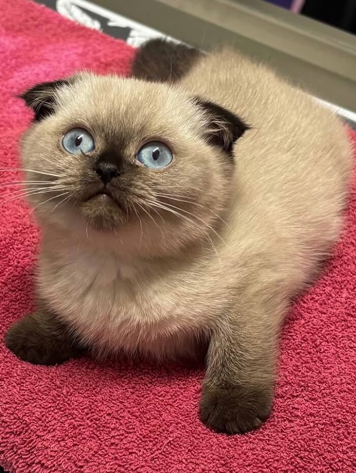 This Vet Clinic Shared 45 Photos Of Cats Having The Funniest Reactions During Appointments This Vet Clinic Shared 45 Photos Of Cats Having The Funniest Reactions During Appointments