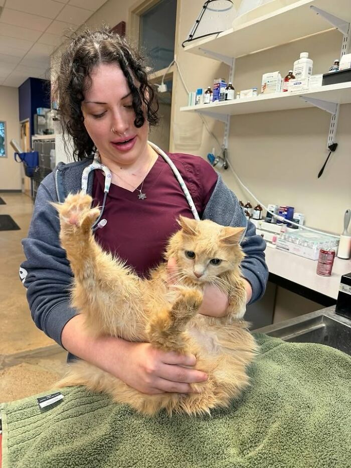 This Vet Clinic Shared 45 Photos Of Cats Having The Funniest Reactions During Appointments This Vet Clinic Shared 45 Photos Of Cats Having The Funniest Reactions During Appointments