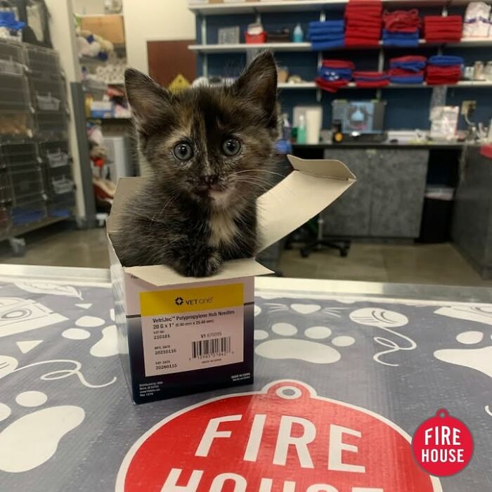This Vet Clinic Shared 45 Photos Of Cats Having The Funniest Reactions During Appointments This Vet Clinic Shared 45 Photos Of Cats Having The Funniest Reactions During Appointments