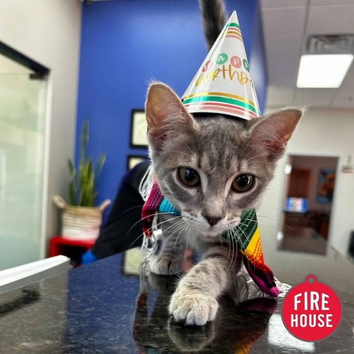 This Vet Clinic Shared 45 Photos Of Cats Having The Funniest Reactions During Appointments This Vet Clinic Shared 45 Photos Of Cats Having The Funniest Reactions During Appointments