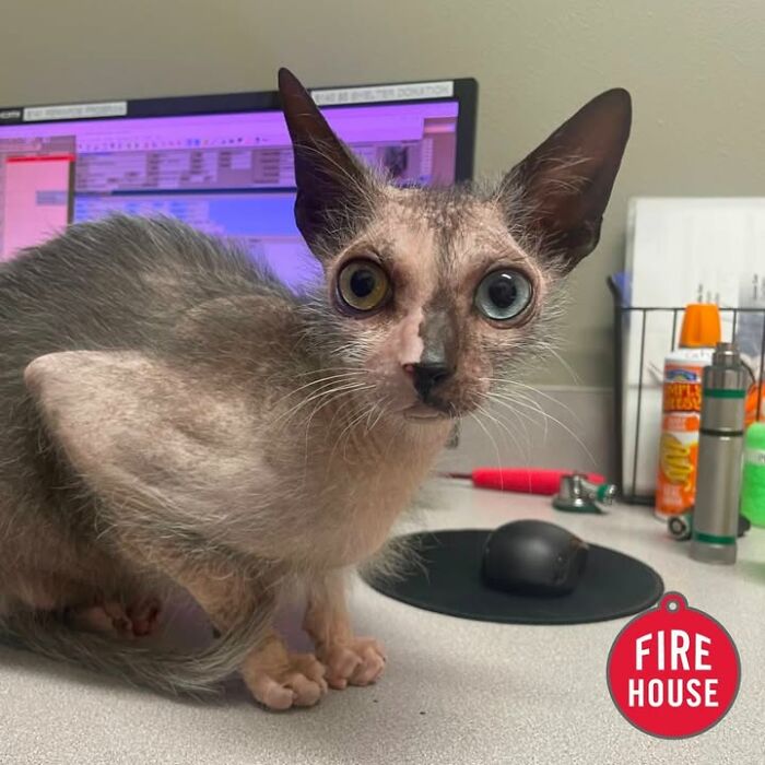 This Vet Clinic Shared 45 Photos Of Cats Having The Funniest Reactions During Appointments This Vet Clinic Shared 45 Photos Of Cats Having The Funniest Reactions During Appointments