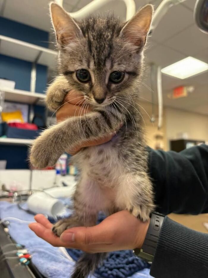 This Vet Clinic Shared 45 Photos Of Cats Having The Funniest Reactions During Appointments This Vet Clinic Shared 45 Photos Of Cats Having The Funniest Reactions During Appointments